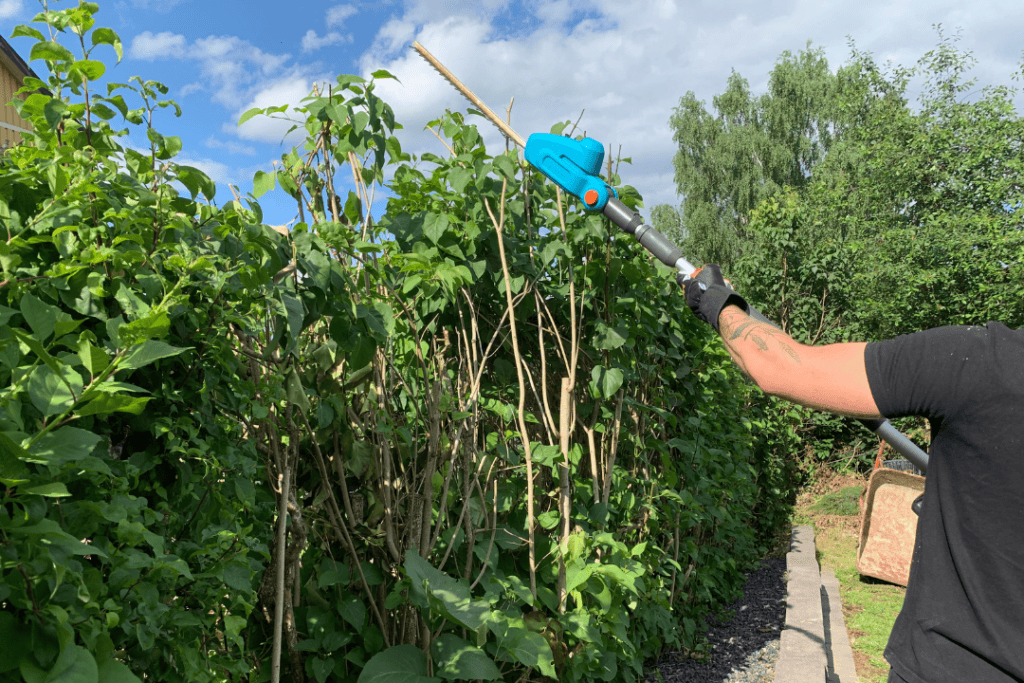 Häckklippning Linköping