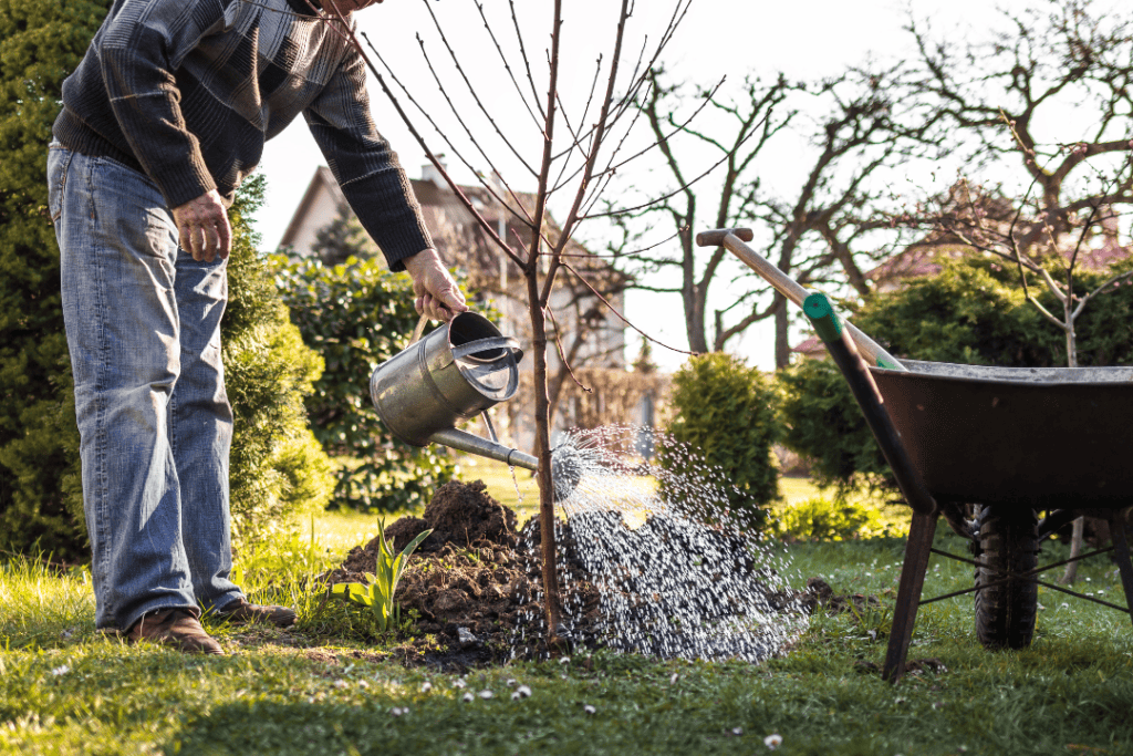 Plantering av fruktträd på våren