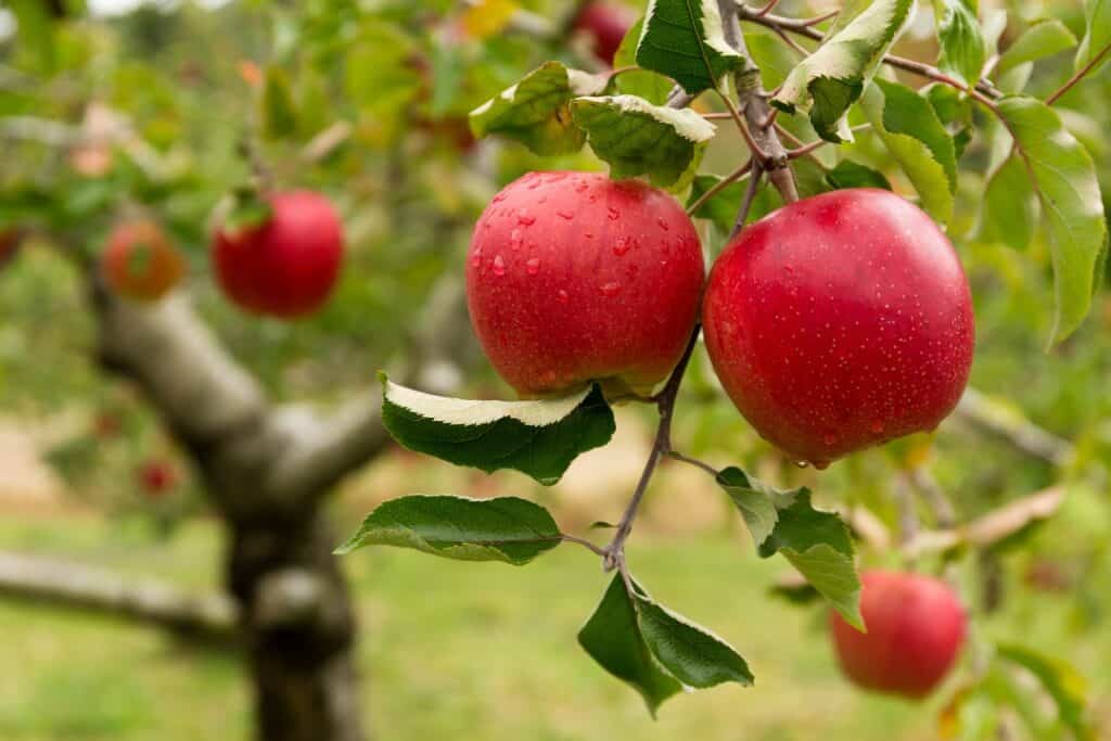 Beskära äppelträd med frukt