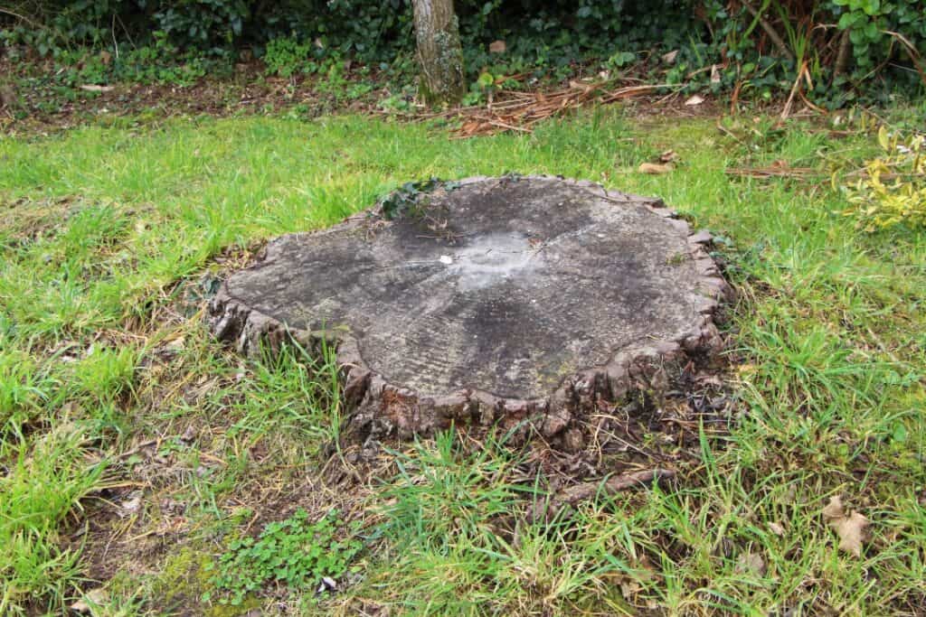 Arborist Eskilstuna, stubbfräsning