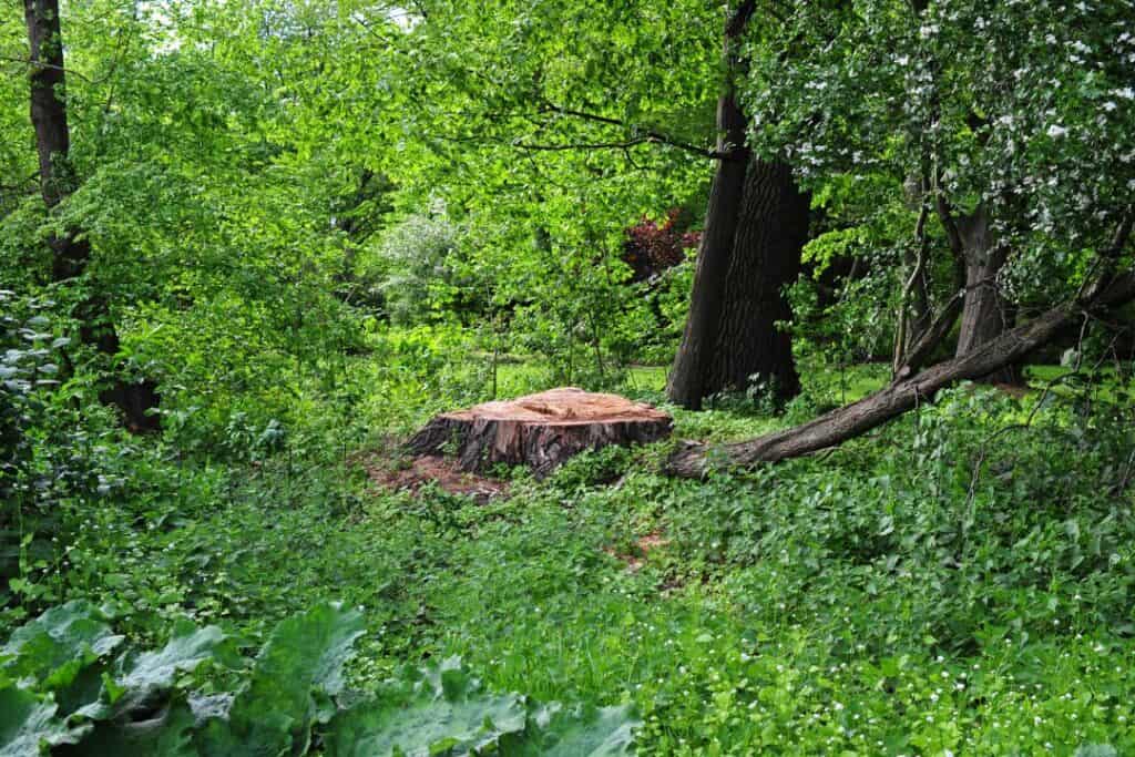 Arborist i Borås