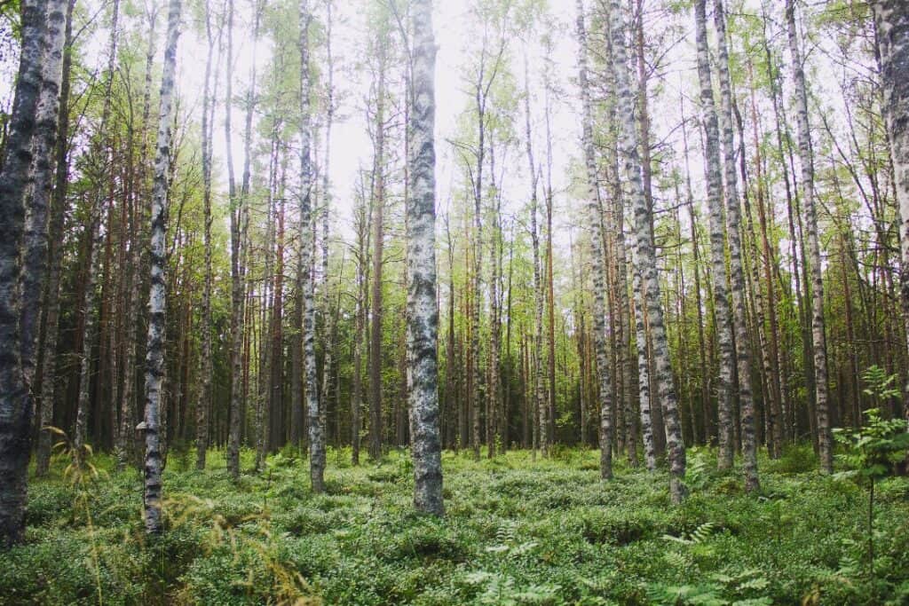 Arborist i Lund