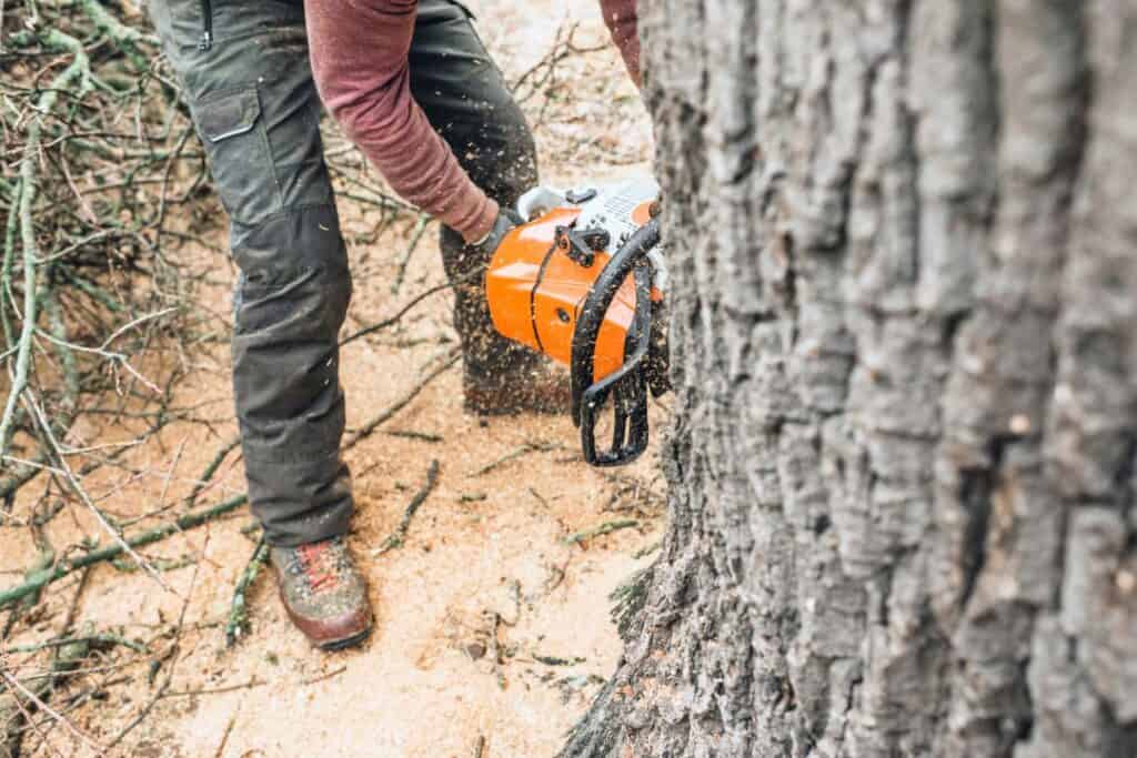 Arborist i Umeå