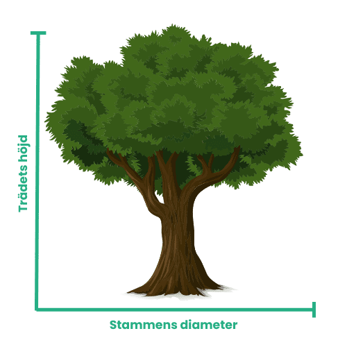 Mätning vid trädfällning