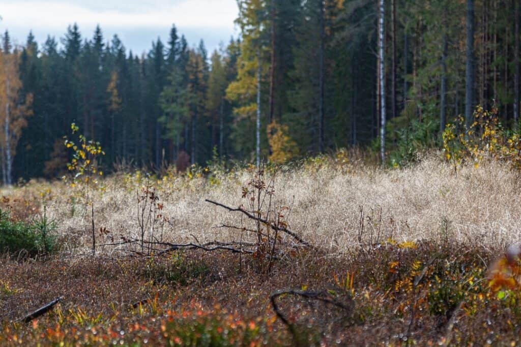 Stubbfräsning Uppsala