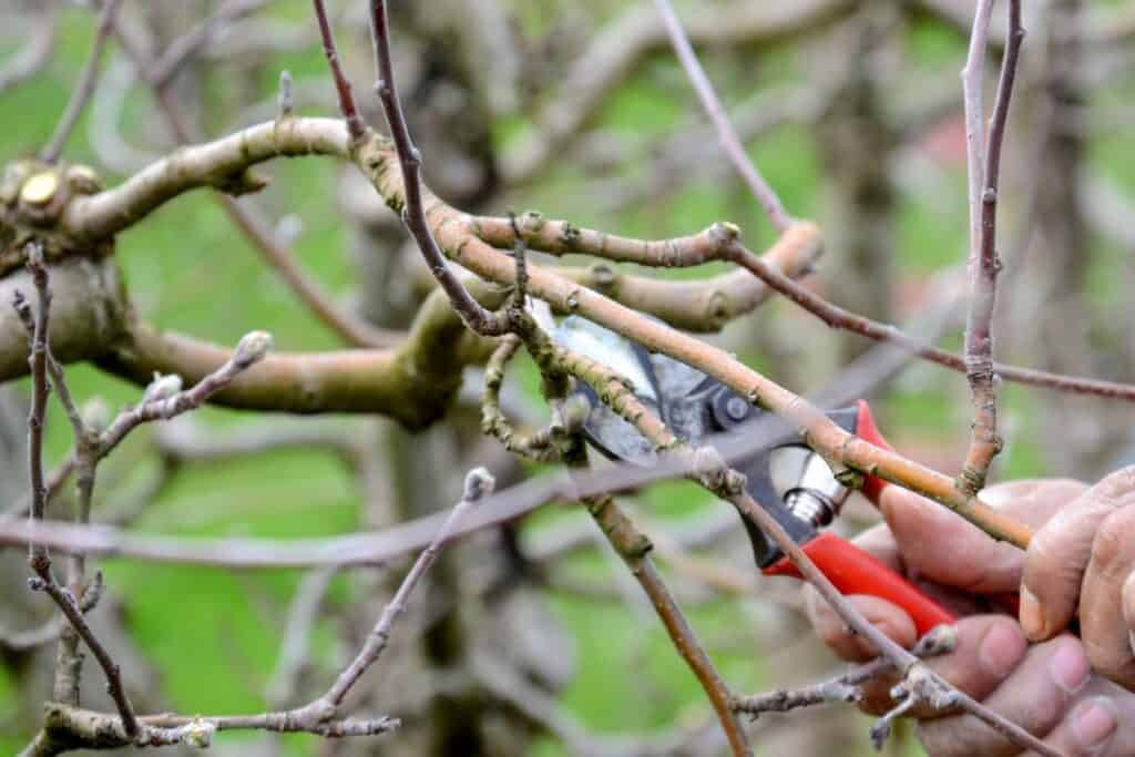 Trädbeskärning fruktträd