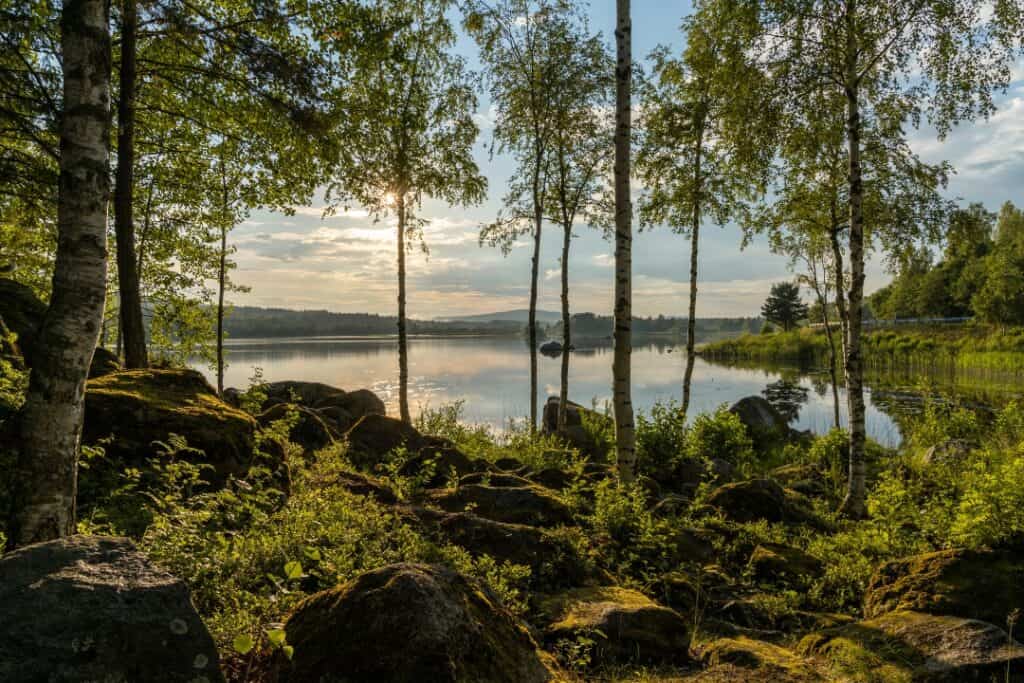 Beskära träd Umeå