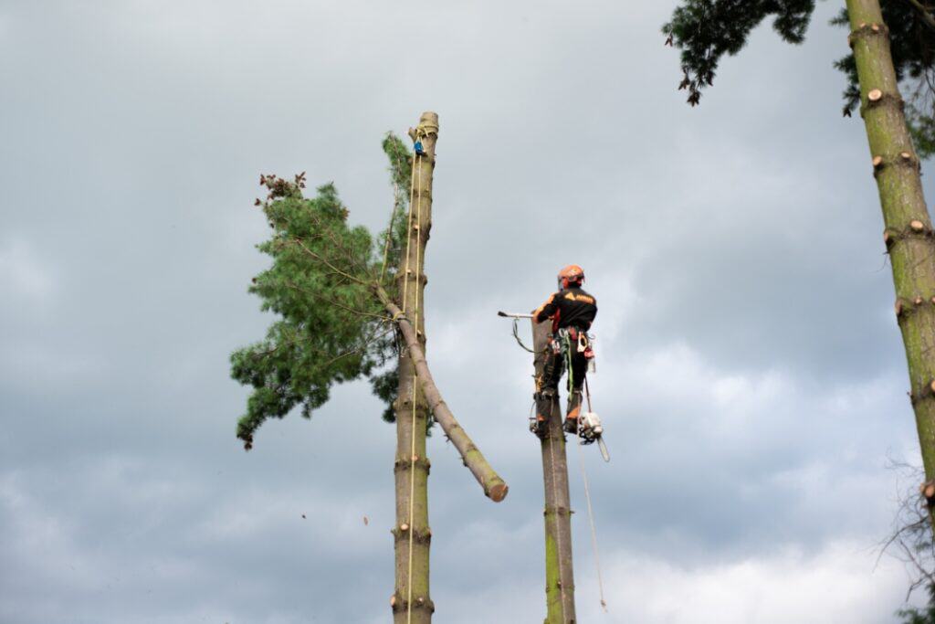 Trädfällning av arborist (sektionsfällning)